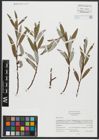Foto von Salix alba L.